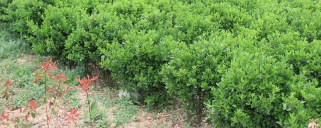 苗木w是代表什么意思(wc苗子是什么意思)