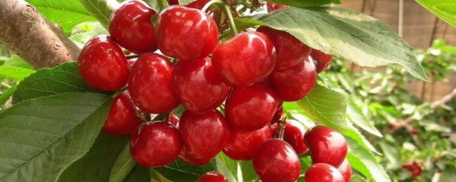 怎么管理樱桃园(如何管理樱桃树)