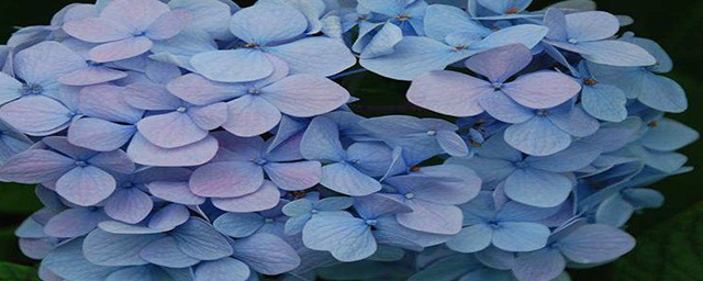 无尽夏新娘花语是什么(无尽夏新娘是什么颜色)