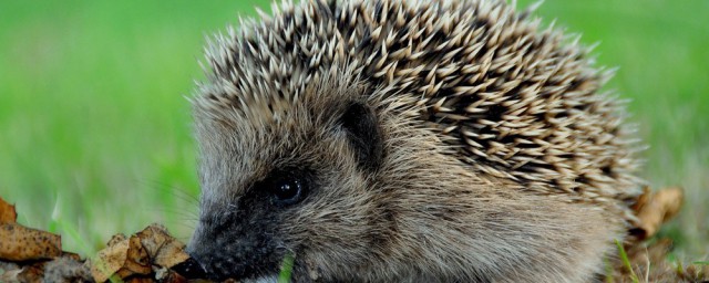 刺猬拼音是什么(刺猬的拼音怎么拼读)