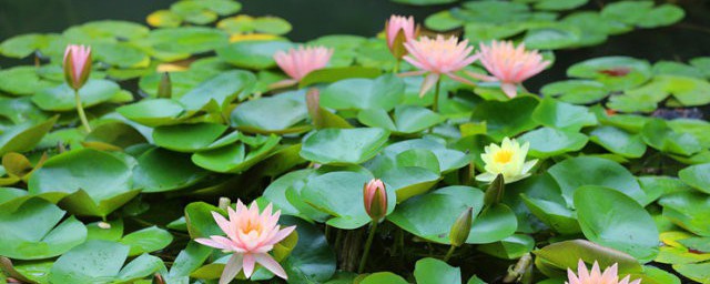 睡莲的拼音是什么(睡莲的拼音和组词)