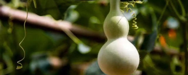 葫芦介绍(油锤葫芦介绍)