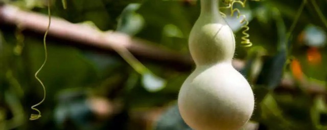 葫芦能吃吗(亚腰葫芦能吃吗)