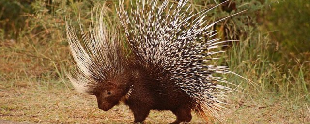 豪猪害怕什么动物(豪猪的天敌是什么动物)