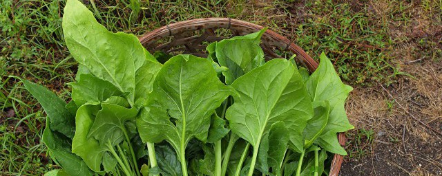 菠菜和番茄能否同吃(菠菜和番茄可以同时吃吗)
