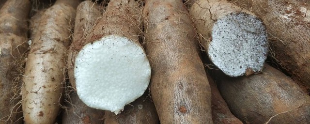 山药的营养成分(100克山药的营养成分)