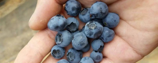 吃蓝莓的禁忌有哪些(蓝莓的作用与禁忌)