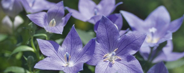 桔梗简单介绍(桔梗的分类)