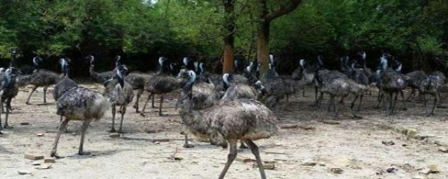 鸸鹋日常管理方法与注意哪些事项(常规管理方法)