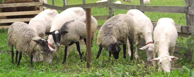 反刍动物如何解释(反刍动物的概念)