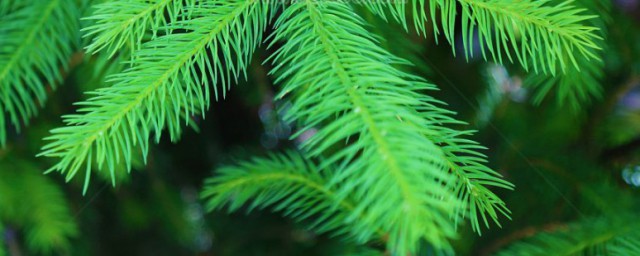 松树叶子煮水喝的功效是什么(松树枝叶煮水喝有什么效果)