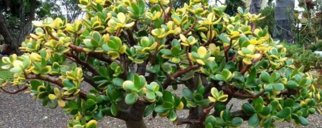 玉树如何养殖(玉树怎么养殖)