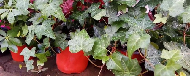 长青藤如何养(怎么养常青藤)