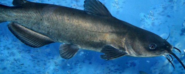 鲶鱼学名介绍(鲶鱼的名称)