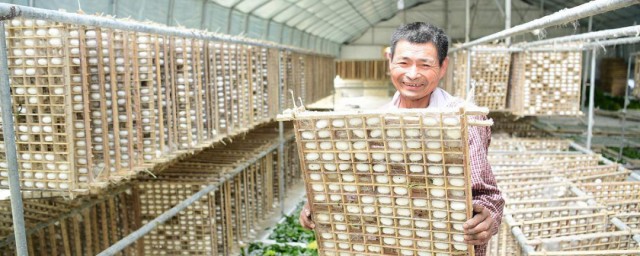 怎样养蚕(怎样养蚕视频大全)