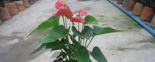 这么养开花多又艳叶子油亮(怎么让花的叶子油旺变亮)