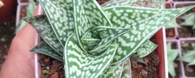 怎么养翠花掌(翠花掌怎么爆盆)