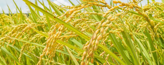 超级稻介绍(超级常规稻)