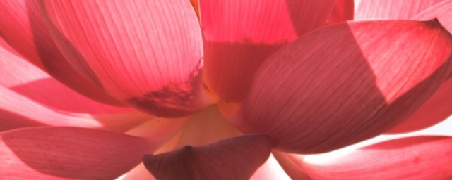 曼珠沙华歌词是什么(曼珠沙华/まふまふ歌词)