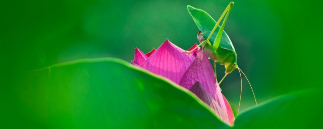 纺织娘的别名叫什么(纺织娘为什么叫这个名字)