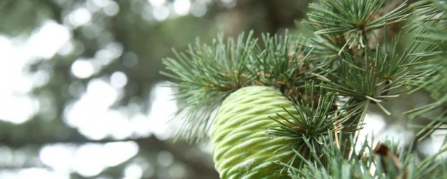 雪松的拼音怎么读(雪松 读音)