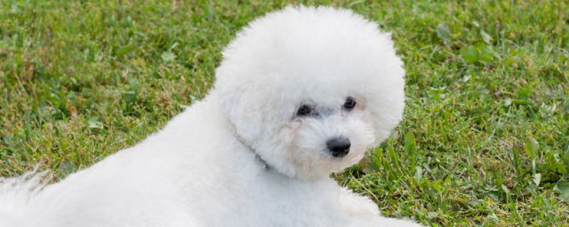 养比熊有什么禁忌(养比熊有什么好处)