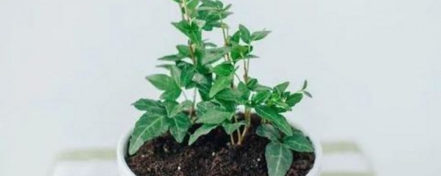 扦插繁殖方法介绍(扦插繁殖的技术要点)