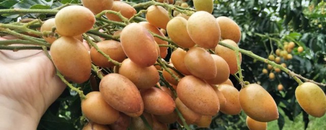 黄皮的皮可不可以吃(黄皮子皮能吃吗?)