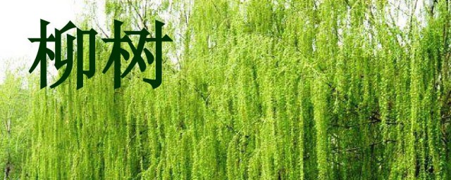 柳树的拼音是什么(柳树的拼音是什么怎么写)