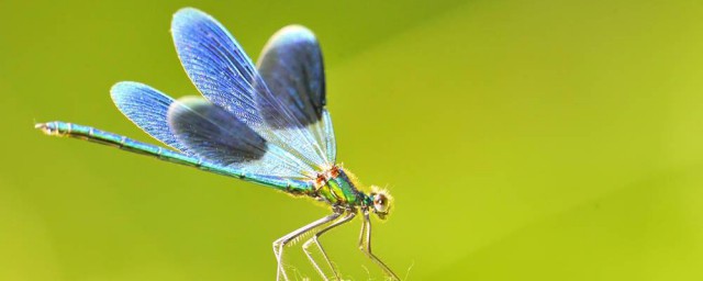 蜻蜓拼音简介(的拼音)