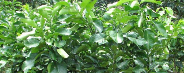 柚子种植的技巧(柚子树种植方法)