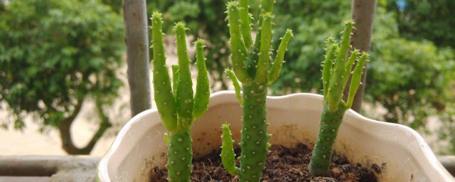 姬珊瑚的养殖方法分享(姬珊瑚用什么盆栽好)