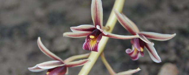 纹瓣兰的养殖方法和注意事项介绍(莲瓣兰如何养殖)