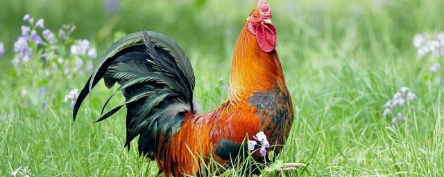 每天什么时间喂鸡(鸡要每天喂吗)