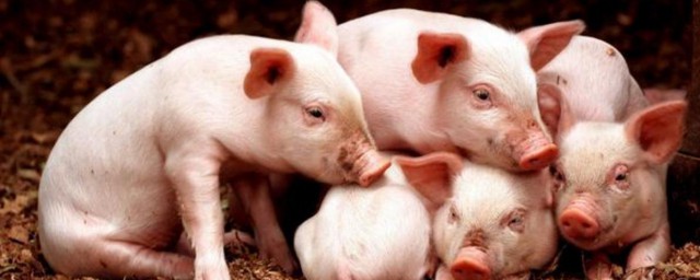 猪展是猪的哪个部位(猪大展是什么部位)