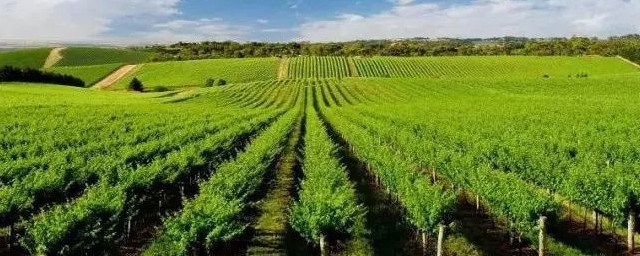 波尔多液的配制和使用方法(波尔多液的正确配制方法)