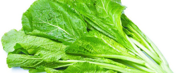 芥菜长什么样子(芥菜长什么样子?)