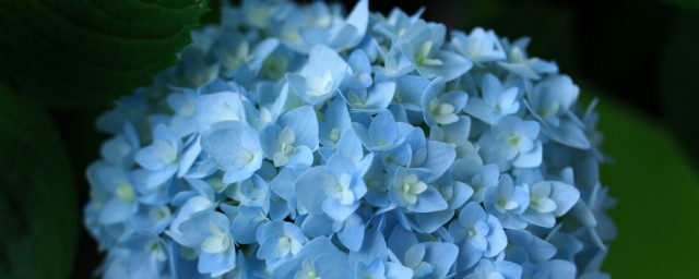 无尽夏的花语是什么(无尽夏花的寓意)