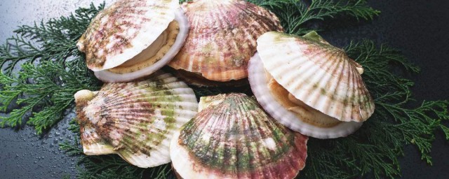 关于扇贝的营养价值和禁忌介绍(扇贝的功效及禁忌)