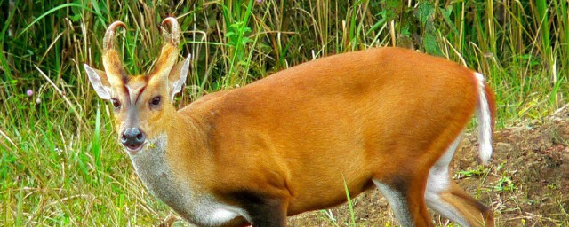 狍子像啥(什么叫狍子)