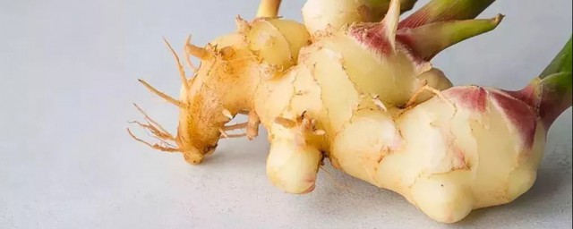 生姜可以室内催芽吗(室内生姜催芽温度控制)