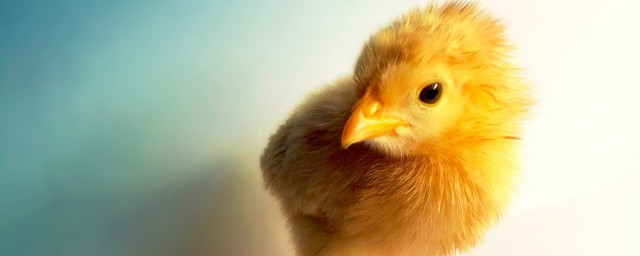 小鸡简笔画教程(小鸡的简笔画教程)