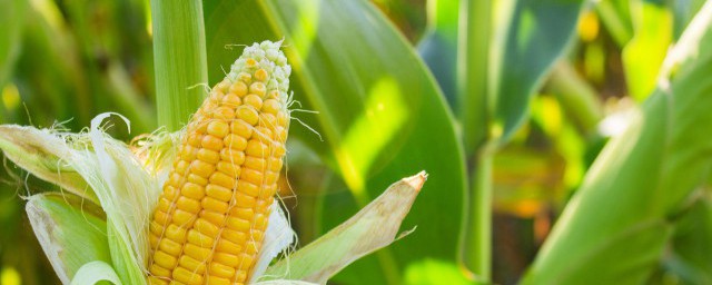 四川省的主要农作物是什么(四川省主要种植作物)