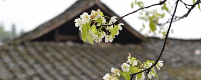 清明节的拼音怎么写(清明节的拼音怎么写的民族)