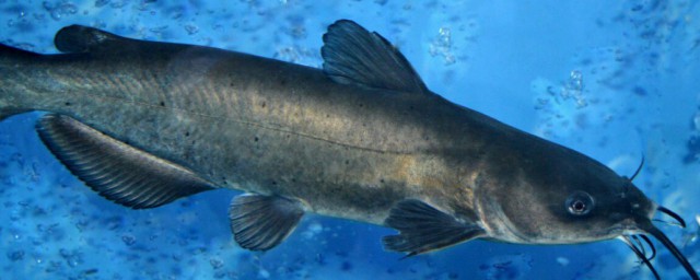 鮰鱼和鲶鱼生活在哪里(魽鱼是鲶鱼吗)