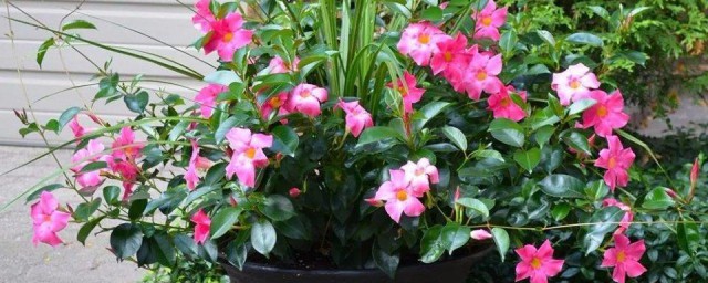 飘香藤的养殖方法分享(请问飘香藤的养殖方法)