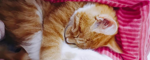 崽子如何解释(崽里子 什么意思)