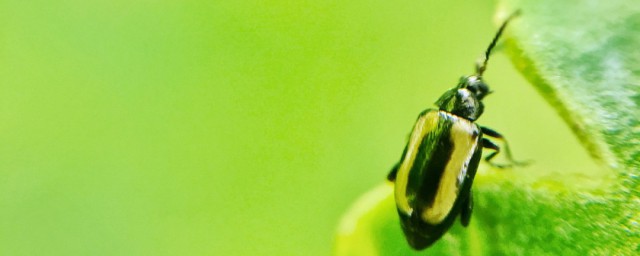 家里跳虫是怎么产生的(为什么家里会有跳虫)