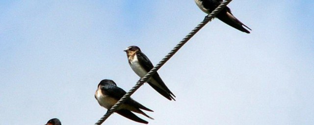 为什么燕子不怕人(为什么燕子不怕人呢)