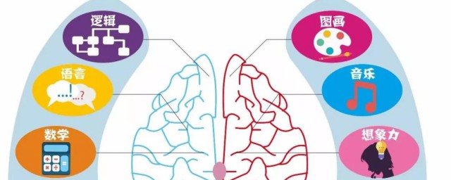 右脑介绍(引领右脑简介)